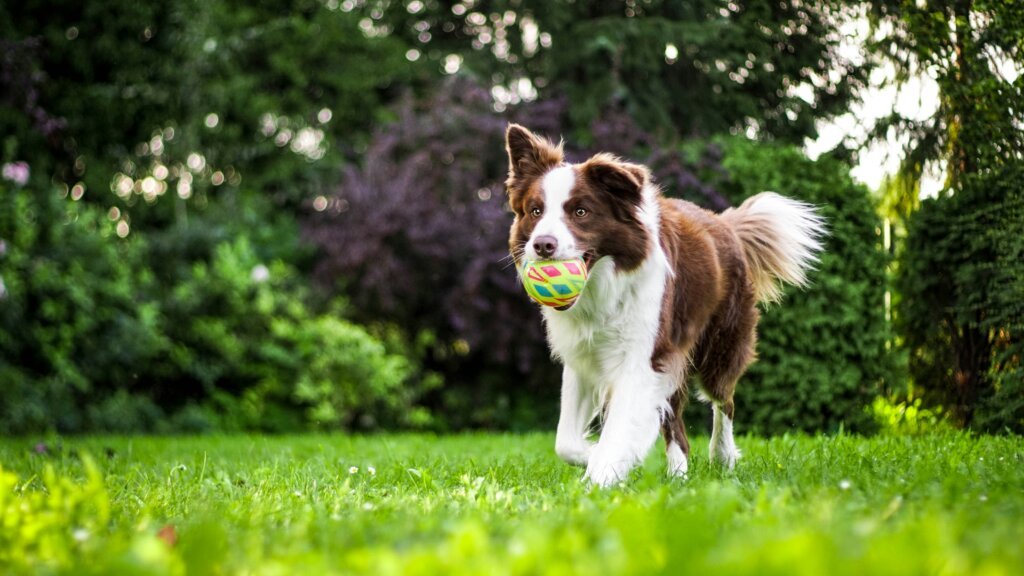 dog playing