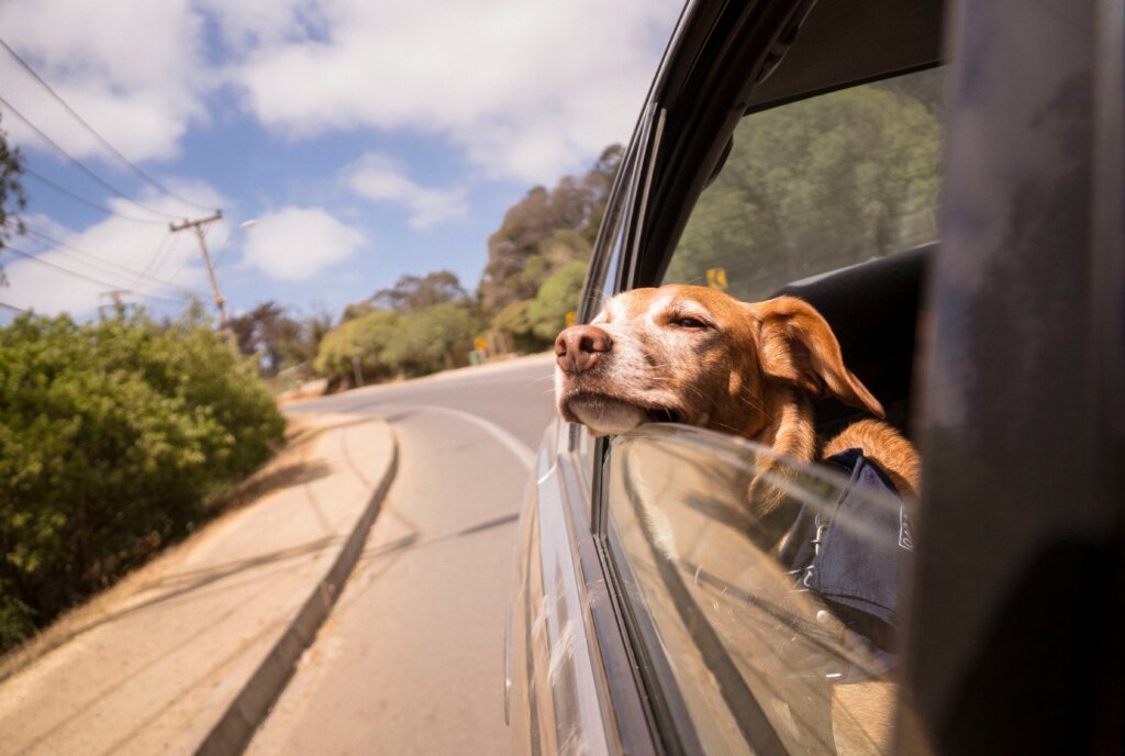 dog in car