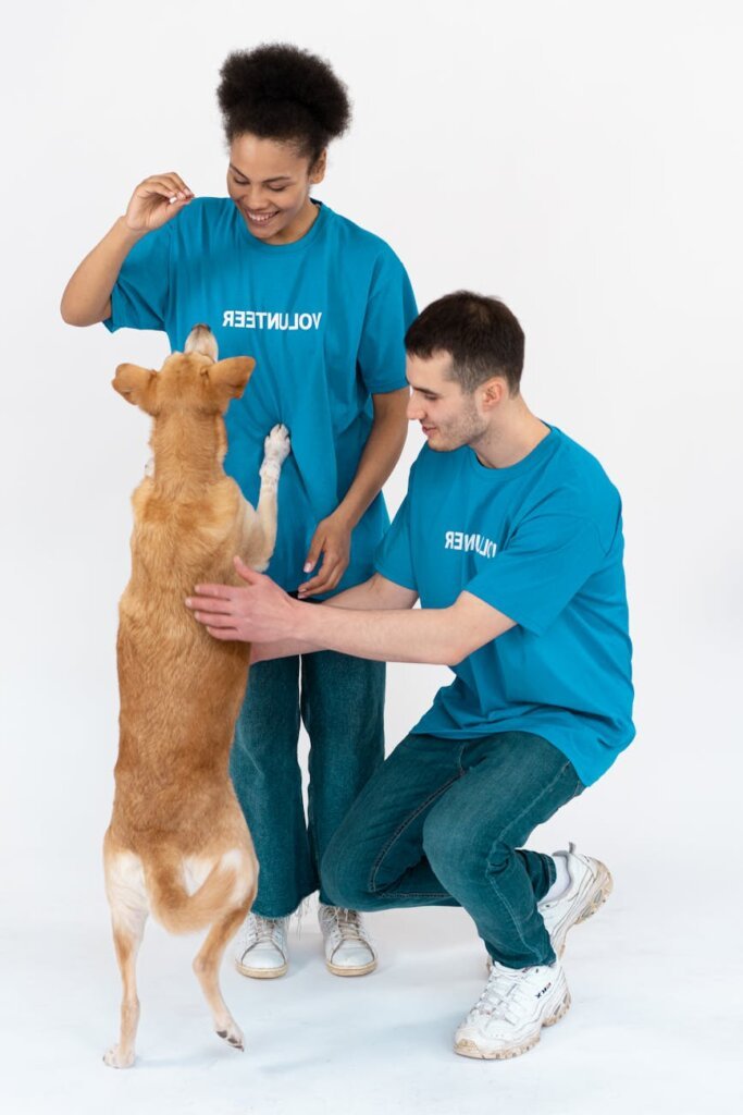 affordable dog t-shirts