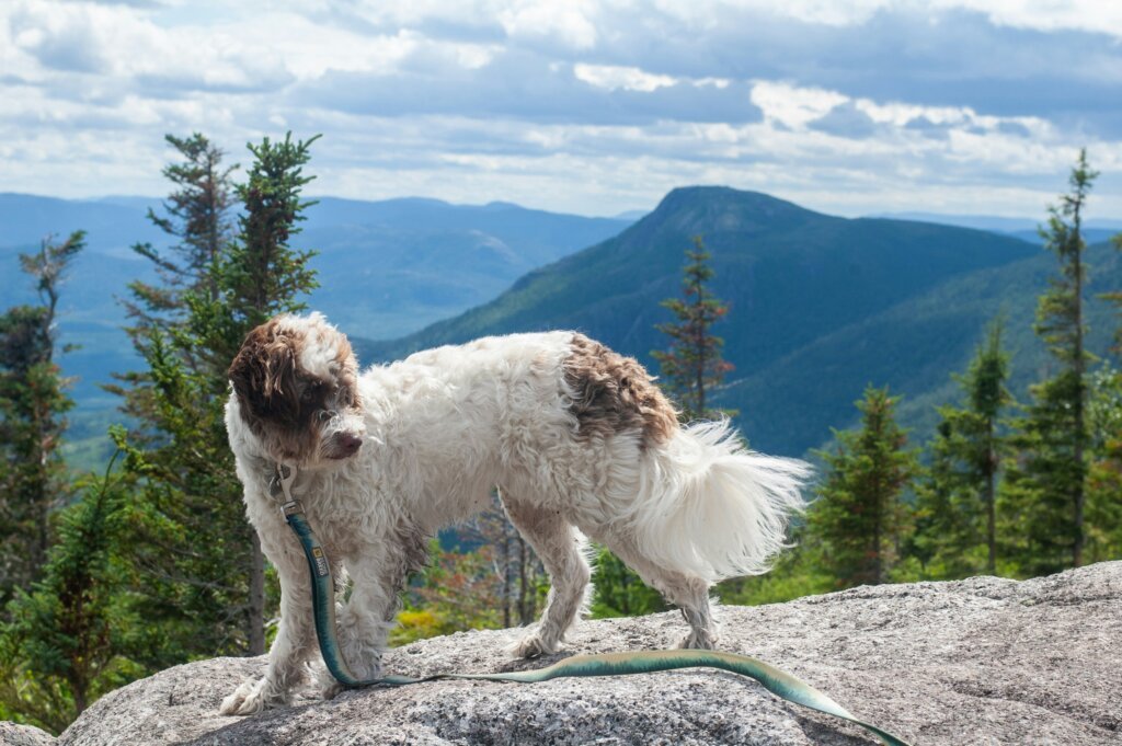 hiking dog
